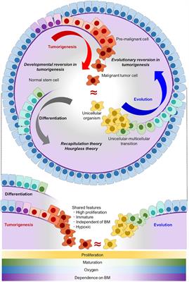 Evolutionary reversion in tumorigenesis